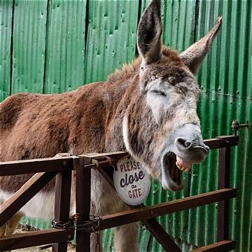 Discover Enchanting Donkey Show Images | Explore Stunning Photography
