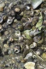 Exploring the Fascinating World of Snail Shells
