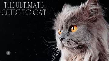 The Complete Guide to Nikki Cat Suraj Stands: Everything You Need to Know