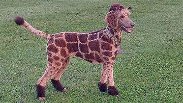 The Ultimate Guide to Hilarious Dog Haircuts