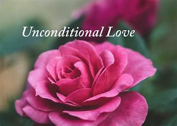 Unconditional Love: Embarking on the Paw-Some Adventure with Your Dp!