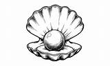 Unveiling the Art of Open Clam Drawing: a Step-by-Step Guide