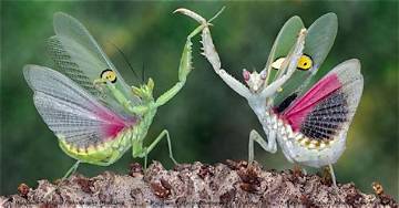 Unveiling the Wonders of Praying Mantis Wings: a Comprehensive Guide