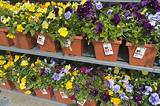 Walmart Bedding Plants: Grow a Vibrant Garden Today